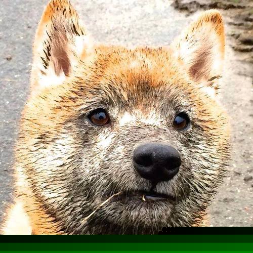 开云体育在线-CBA联赛营销内容为何缺少情绪表达,cba运营