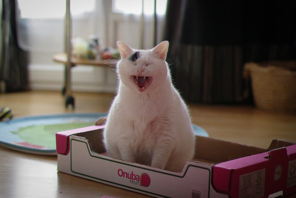 开云体育官网app-中国三人女篮战术配合日趋成熟,中国三人组女篮