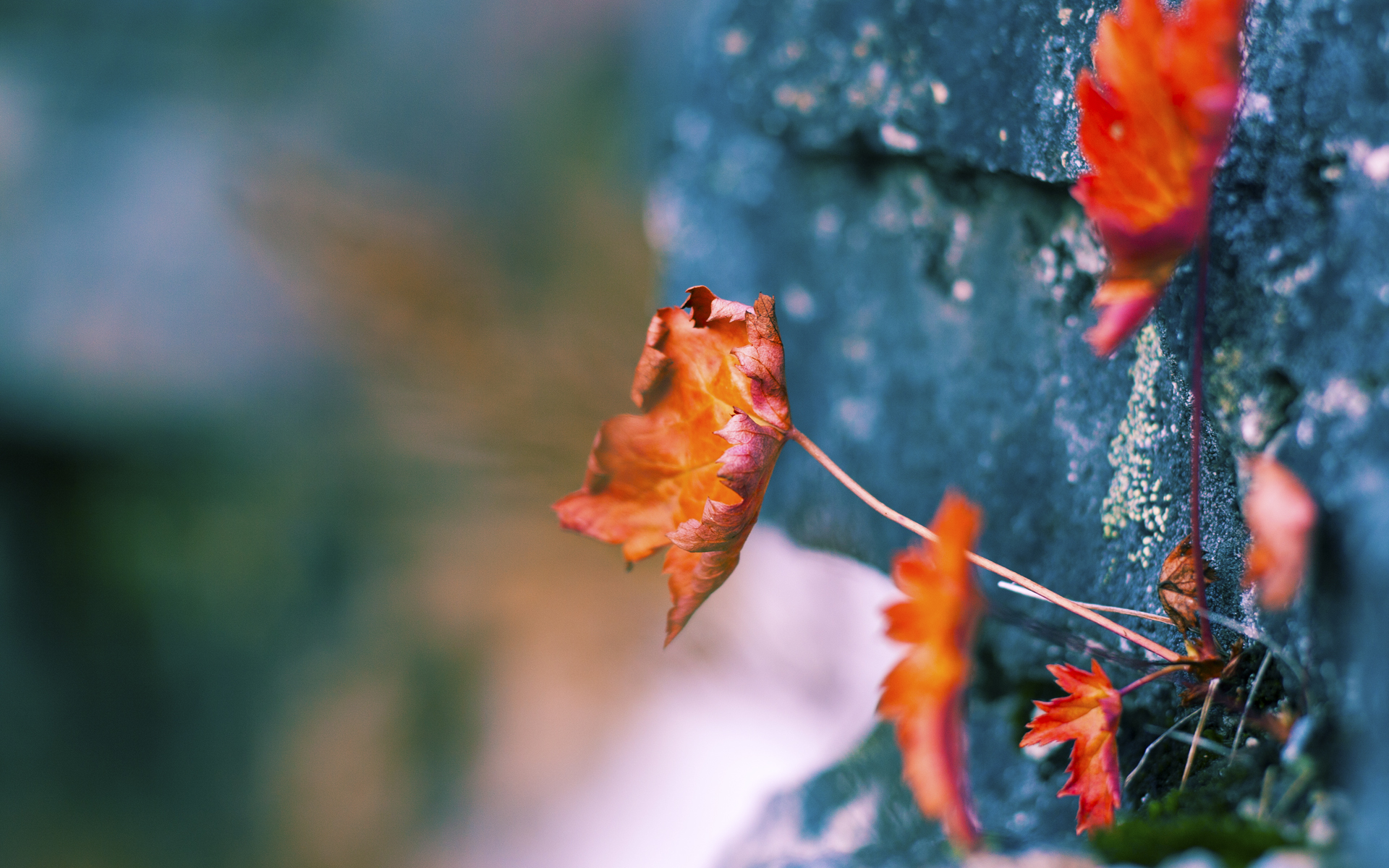 开云体育官网app-中国三人女篮战术配合日趋成熟,中国三人组女篮