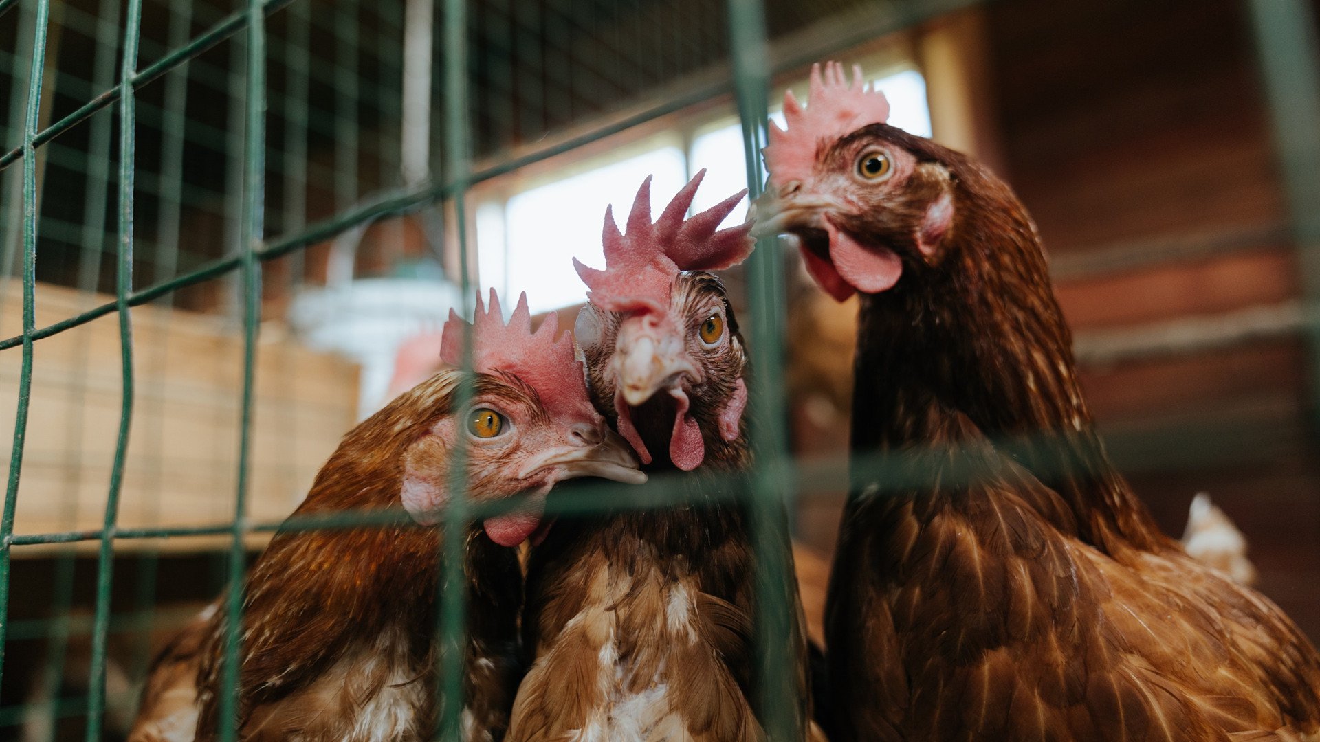开云体育链接-中国男篮保持阵容稳定提升默契水平,中国男篮阵容有哪些