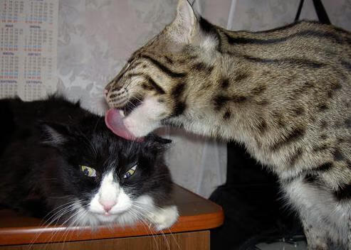 开云体育下载-低位进攻是否仍可主导比赛节奏,低位进攻大师