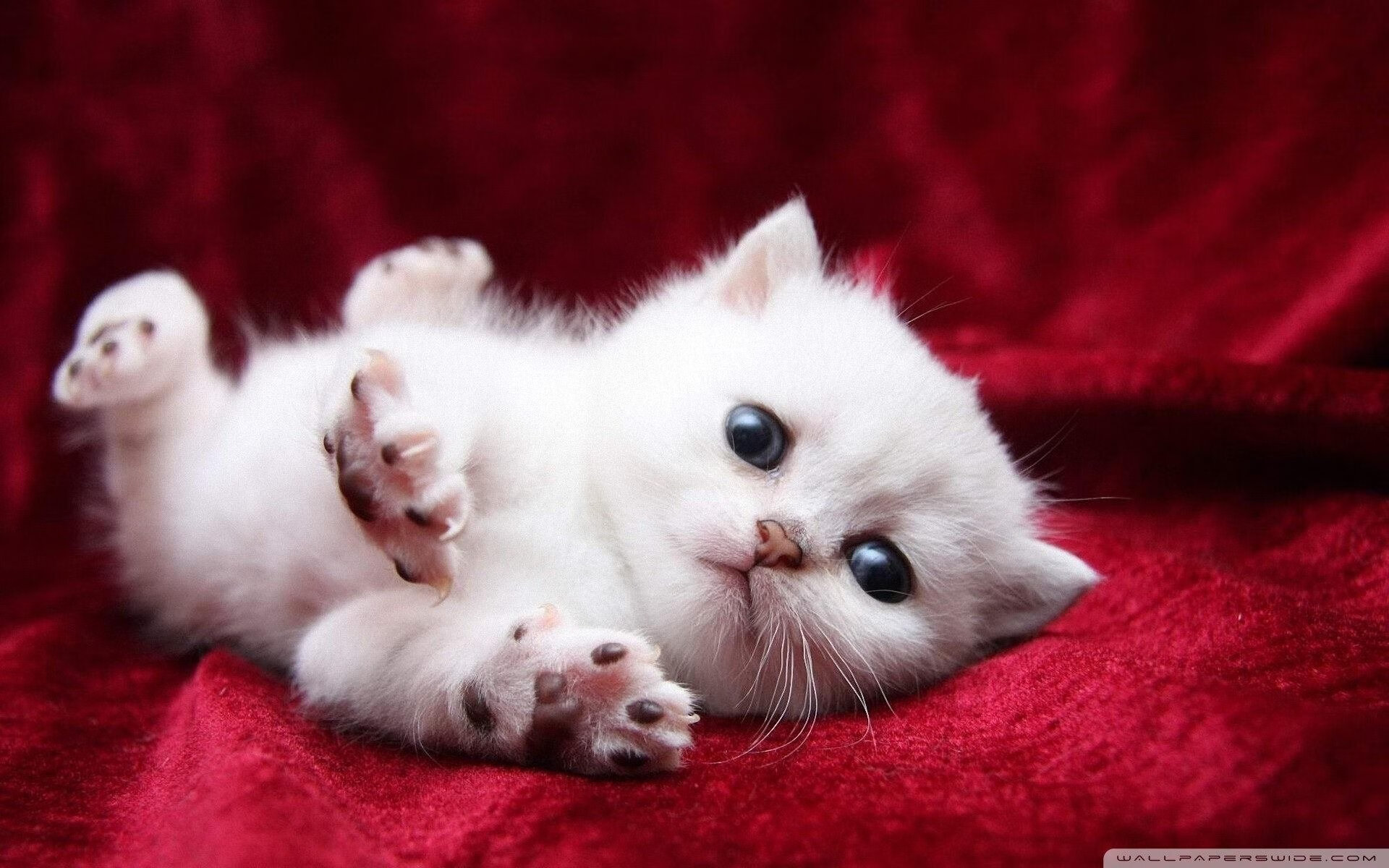 开云体育登录入口-女子接力再创新高 赛场沸腾,女子4×100接力决赛