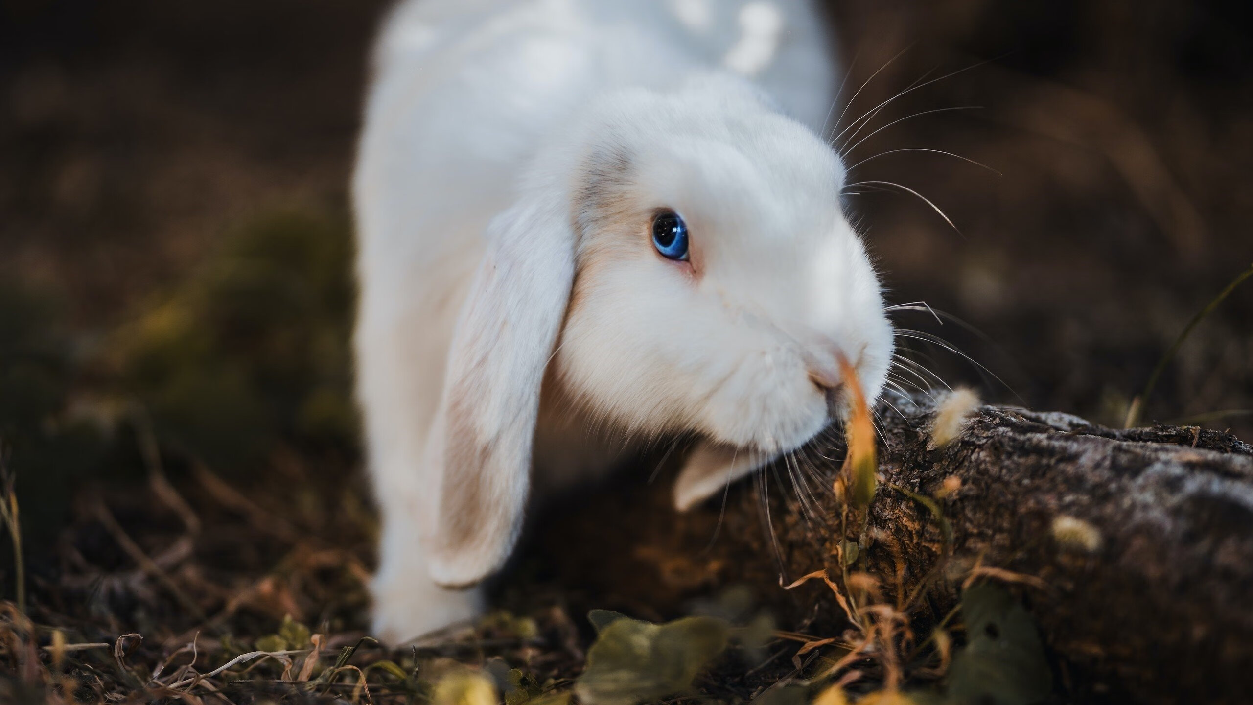 开云体育在线-控卫是否应成为节奏重构的发起者,控卫最重要的是什么