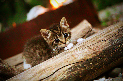 开云体育官网上-西班牙女队自由泳实力持续增强，西班牙女队自由泳实力持续增强的原因