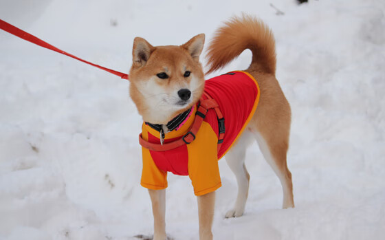 开云体育在线官网-青训体系注重科学训练与心理培养,青训的作用