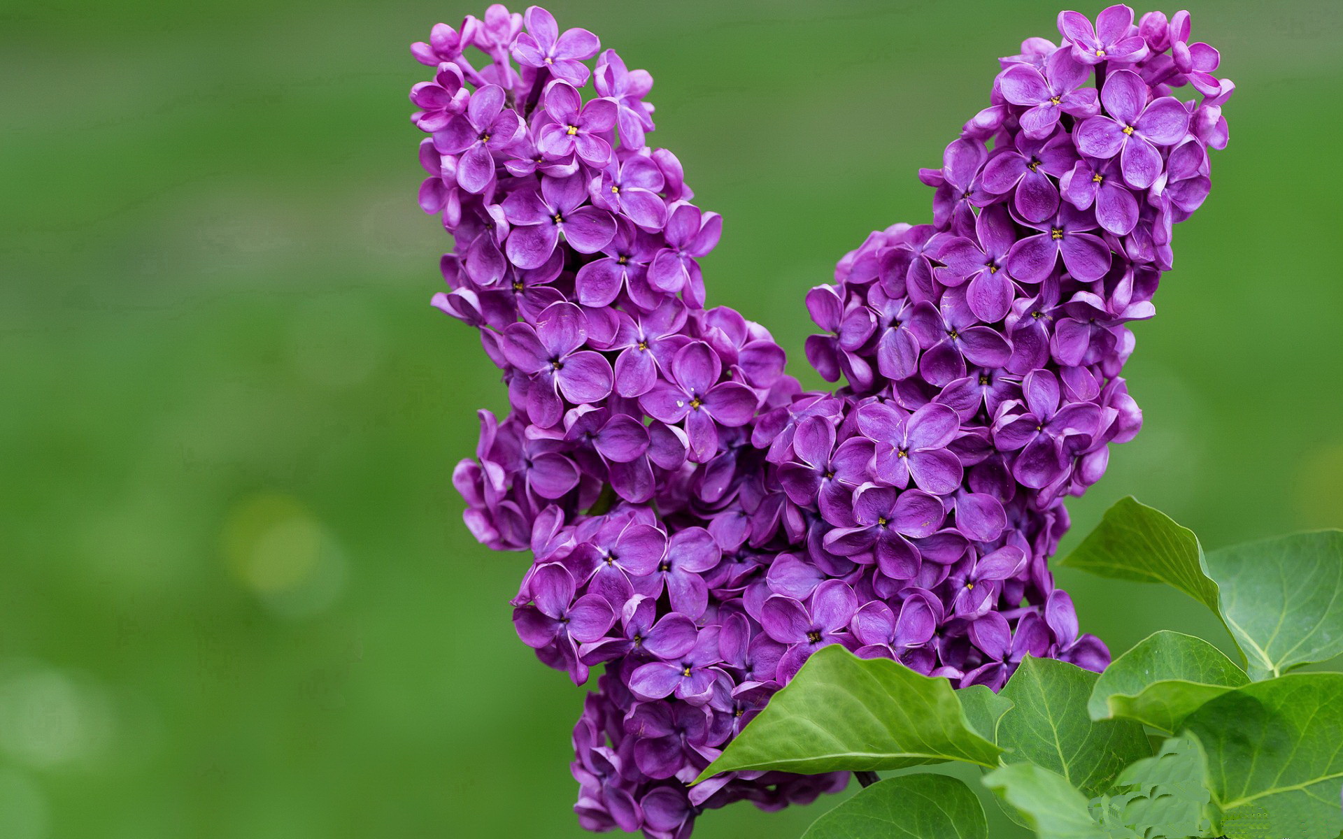 开云体育官网下载-“安赫尔·巴尔博萨的攻守兼备与快节奏突破，成就美洲狮队的制胜利器”