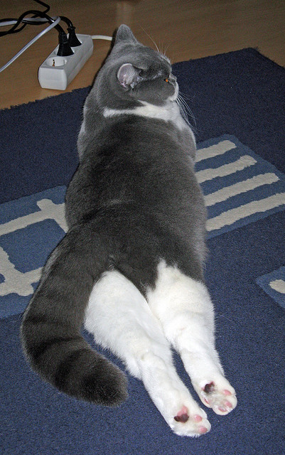 开运体育电脑版-“胡利安·门德斯的脚下技巧与反应速度,助美洲狮队攻占世界舞台”