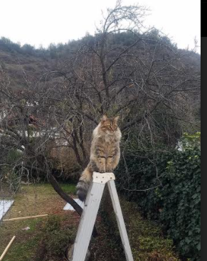 开云体育链接-伊利亚·哈伦决赛中段加速领跑,荷甲伊哈塔伦