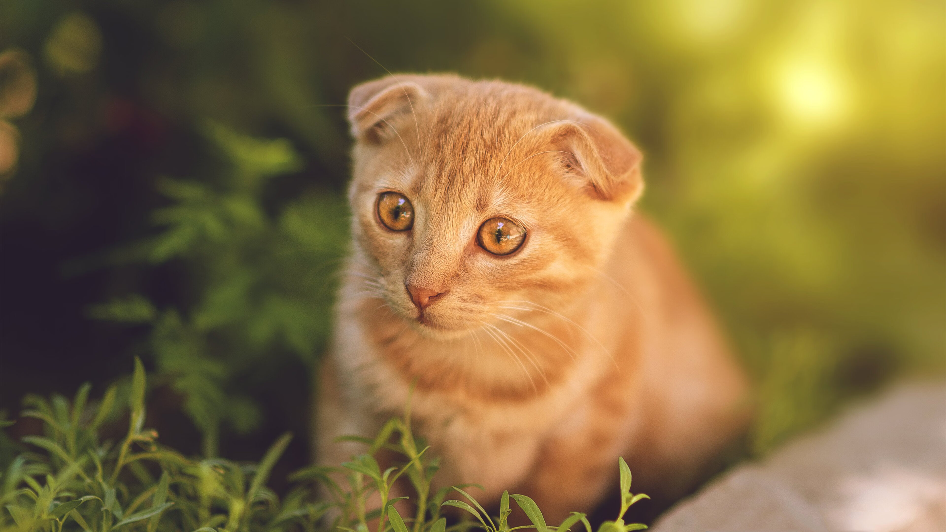 开云体育下载-冬训营提升全国青少年竞技水平,青少年冬令营,火热招生中!