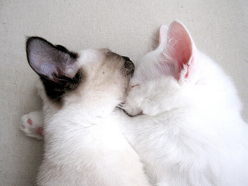 开云体育入口-塞尔维亚男篮在欧洲预赛中奋勇追击,冲刺奥运梦想!,塞尔维亚国家男篮