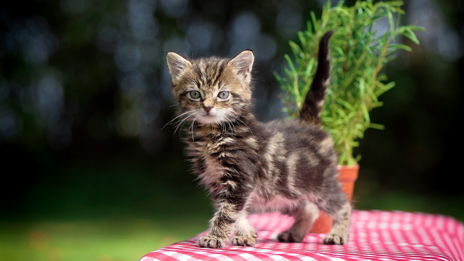 开云体育官网-威少强势复出奇才防守效率提升,威少会留在奇才吗