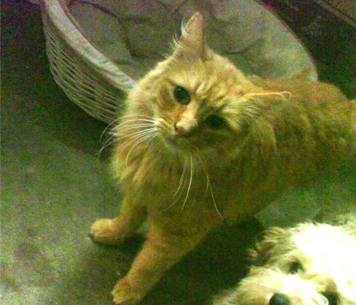 kaiyun网址-巴西国家队新星闪耀,世界杯预选赛中表现出色