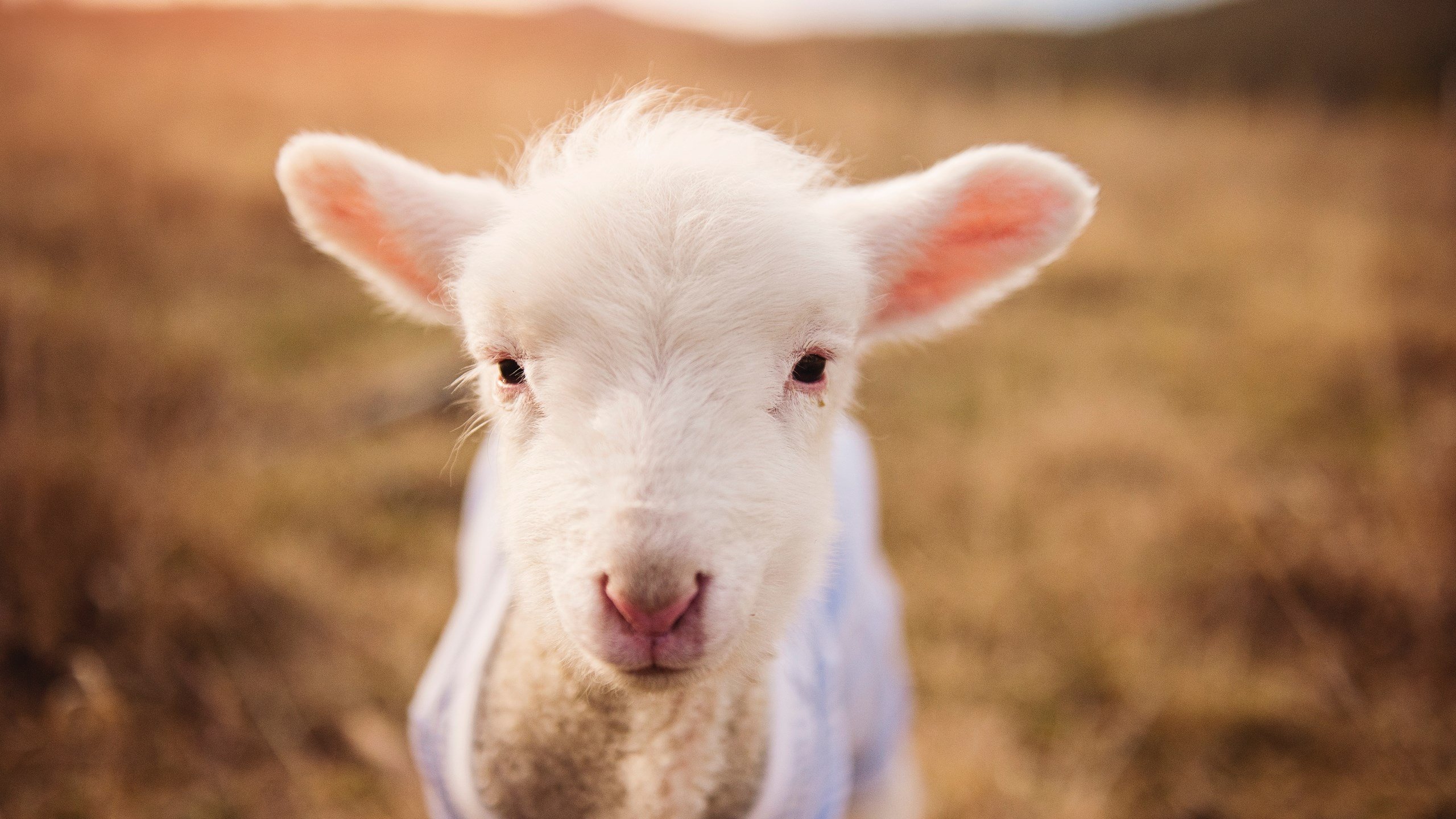 开云体育官网-斯洛伐克女篮在欧洲预赛中表现优异，期待奥运梦想成真，斯洛伐克 欧预赛