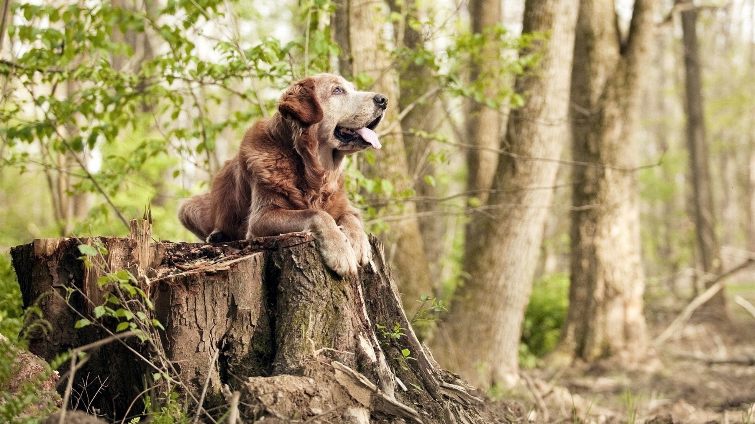 开云体育网址-澳大利亚男子橄榄球赛事吸引国际观众,澳大利亚英式橄榄球联赛
