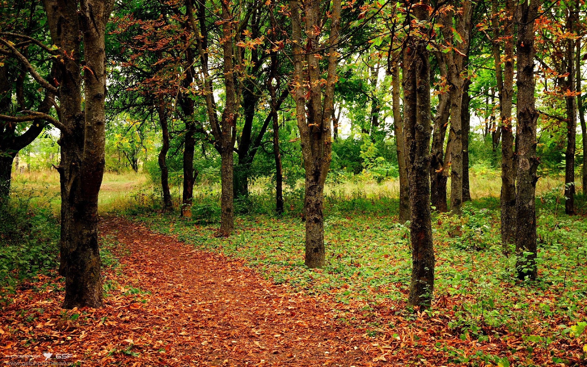 开云官方网-莱德基耐力与速度兼备称霸赛场,莱德基有多强