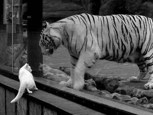 开云体育app下载-赞比亚男篮在非洲预赛中奋勇追击,开启新征程,赞比亚足球