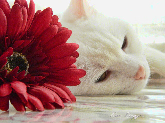 开云体育官网上-跳水环节中立代表队A动作干净利落,跳水比赛的顺序