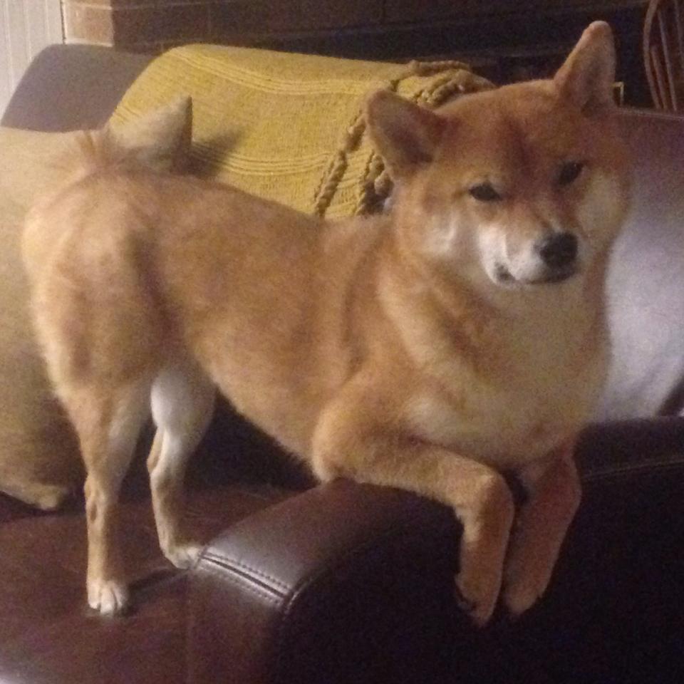 开云体育足球-中国足球教练战术创新中技战术板块组合实验,中国足球教练培训